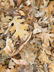 Frost covered autumn leaves and pods 