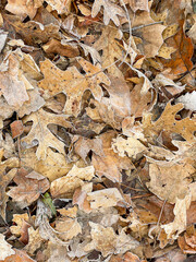 Frost covered autumn leaves and pods 