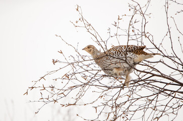 Roughed grouse perched on tree branch