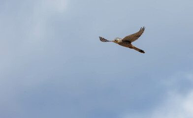 European kestrel merlin hovering over field 