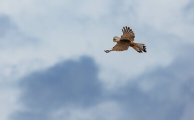 European kestrel merlin hovering over field 