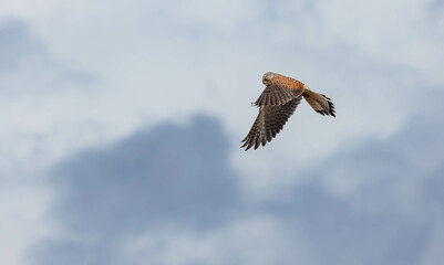 European kestrel merlin hovering over field 