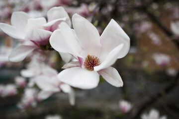 Fototapeta na wymiar Pink magnolia flowers on branches