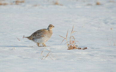 Sharp tailed grouse dancing in snowy field 