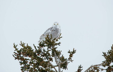 Snowy owl perched in frost covered tree