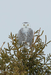 Snowy owl perched in frost covered tree