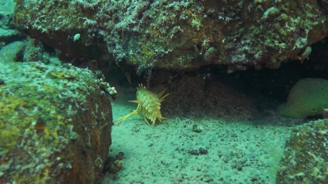 Unique endemic crustacean crayfish Acanthogammarus deep underwater in animal world of peculiar wild nature of Lake Baikal in Siberia Russia.