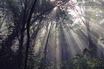 rays of light in a wood