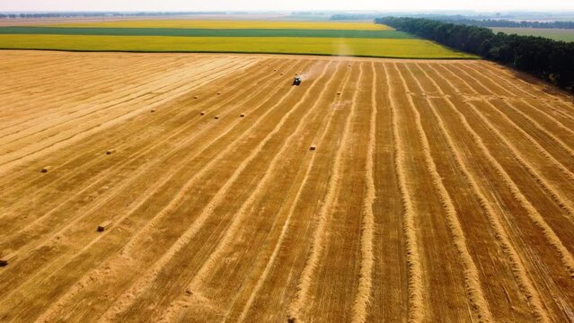 Rows of mowed dry yellow straw from wheat lies on field. Tractor drives across field and makes bales from cut straw. Tractor harvesting hay into bales in field on sunny day. Aerial drone view.