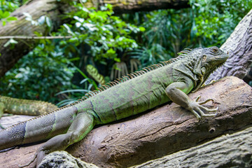 The green iguana, also known as the American iguana, is a large, arboreal, mostly herbivorous species of lizard of the genus Iguana.