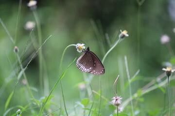 Butterfly on a flower