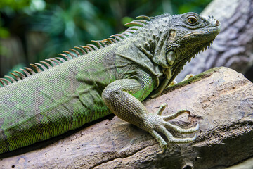 The green iguana, also known as the American iguana, is a large, arboreal, mostly herbivorous species of lizard of the genus Iguana.