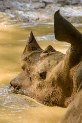 The white rhinoceros (Ceratotherium simum) is sleeping in mud pot. It is the largest extant species of rhinoceros. It has a wide mouth used for grazing and is the most social of all rhino species. © Danny Ye