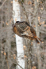 Wild turkey hen perched in tree
