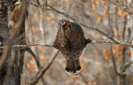 Wild turkey hen perched in tree - Powered by Adobe