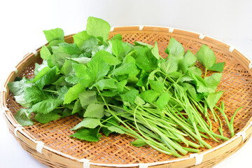 春の食材　新鮮な三つ葉