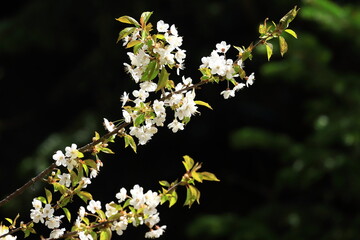 Cherry blossom tree in garden, spring scene