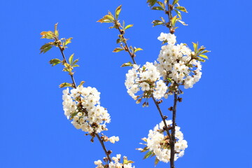 Cherry blossom tree, blue sky in background