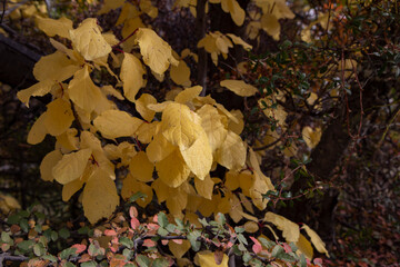 El otoño llego a los árboles de la Patagonia.