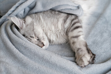 Fototapeta na wymiar A beautiful Maine Coon cat sleeps in a blanket. Cute pet cat with long hair.