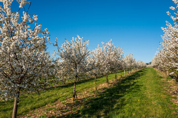 Fototapeta premium blooming tree in spring