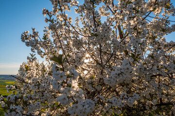tree in bloom
