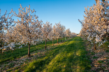 Naklejka premium trees in spring