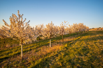 Naklejka premium landscape with cherry trees and sky