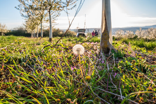 dandalion in the meadow