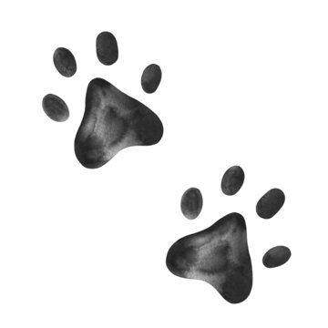 Watercolor paw claw animal print illustration steps traces isolated on white.