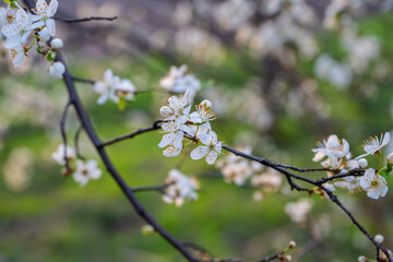 Białe wiosenne kwiaty, Wiosenne kwitnące drzewa, Kwitnące drzewa śliwki, Wiosenne kwiaty, Wczesna wiosna, wiosenna wegetacja, śliwki i mirabelki © Follow the Sun