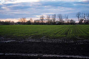 pole, pole uprawne, pola uprawowe, pola pszenicy, wiosenne pole uprawne  © Follow the Sun