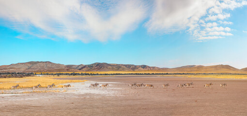 Amazing Zebras running across the African savannah - Etosha National Park, Namibia