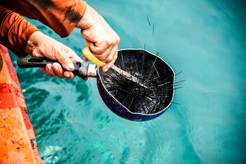 Fishermen use scissors to cut the spines of sea urchins to give visitors a taste of the meat and...