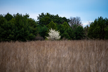 Białe kwitnące drzewo na tle lasu, wczesna wiosna, jesienne zarosla  © Follow the Sun