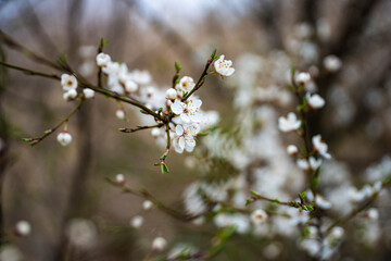 Białe wiosenne kwiaty, Wiosenne kwitnące drzewa, Kwitnące drzewa śliwki, Wiosenne kwiaty, Wczesna wiosna, wiosenna wegetacja, śliwki i mirabelki © Follow the Sun