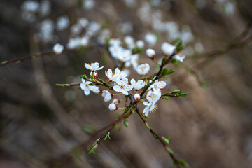 Białe wiosenne kwiaty, Wiosenne kwitnące drzewa, Kwitnące drzewa śliwki, Wiosenne kwiaty, Wczesna wiosna, wiosenna wegetacja, śliwki i mirabelki © Follow the Sun