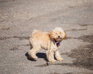 Toy poodle puppy walking on a leash - cute home fluffy pet