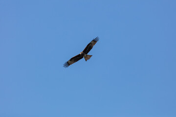 a mountain hawk on a blue sky background. a beautiful bird of prey in flight looks out for prey on the ground