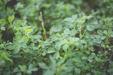 Obraz premium Green alfalfa in the home garden in the countryside after the rain.