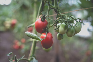 Beautiful view of red tomatoes in a greenhouse in the countryside. Soft morning lighting without harsh shadows.