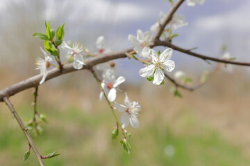 White spring blossom on tree branch with blurred landscape in the background