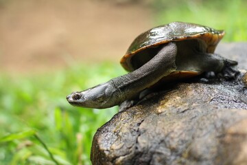 Snake-necked turtle is a critically endangered turtle species from Rote Island in Indonesia.