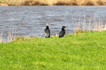 Kormoran