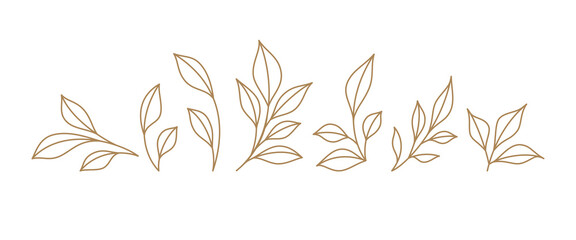 Set monochrome simple leaves botanical branches with stem and foliage vector illustration