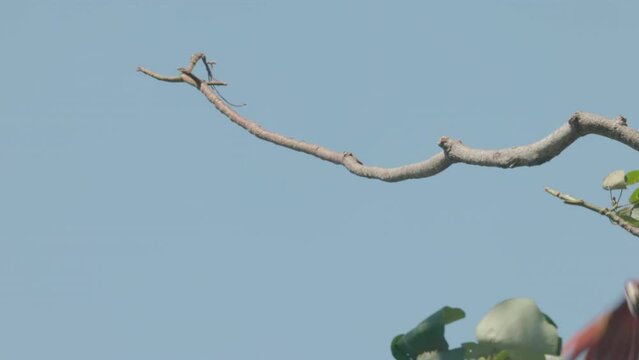 a high frame rate clip of a scarlet macaw perched  in a tree then flying away at mirador de jaco in costa rica