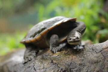 Snake-necked turtle is a critically endangered turtle species from Rote Island in Indonesia.