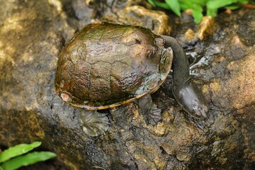 Snake-necked turtle is a critically endangered turtle species from Rote Island in Indonesia.