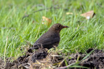 Amsel