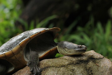 Snake-necked turtle is a critically endangered turtle species from Rote Island in Indonesia.
